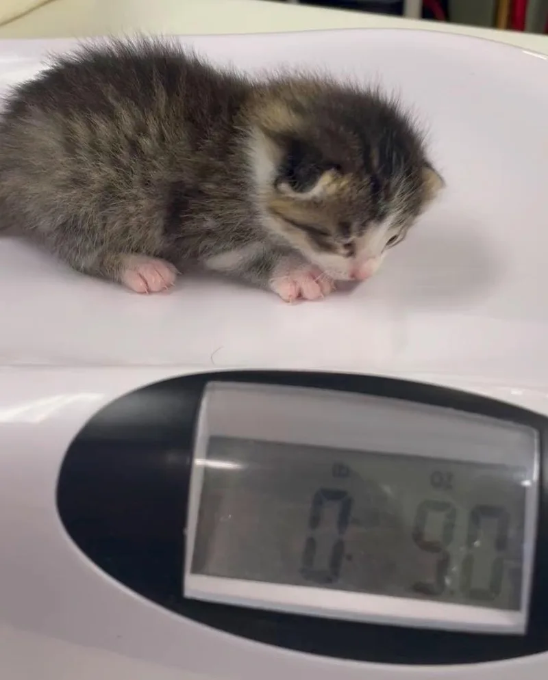 A baby small-sized male Domestic Short Hair cat named Bobby for adoption in Westfield, NY