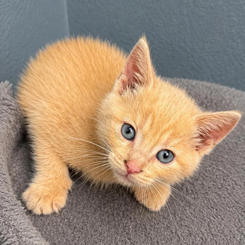 A baby small-sized male Orange / Red Domestic Short Hair cat named Thor for adoption in Long Beach, CA