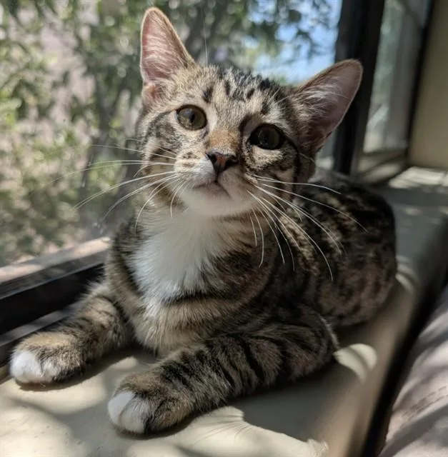 A baby small-sized female Domestic Short Hair cat named Secret Junior for adoption in Tucson, AZ
