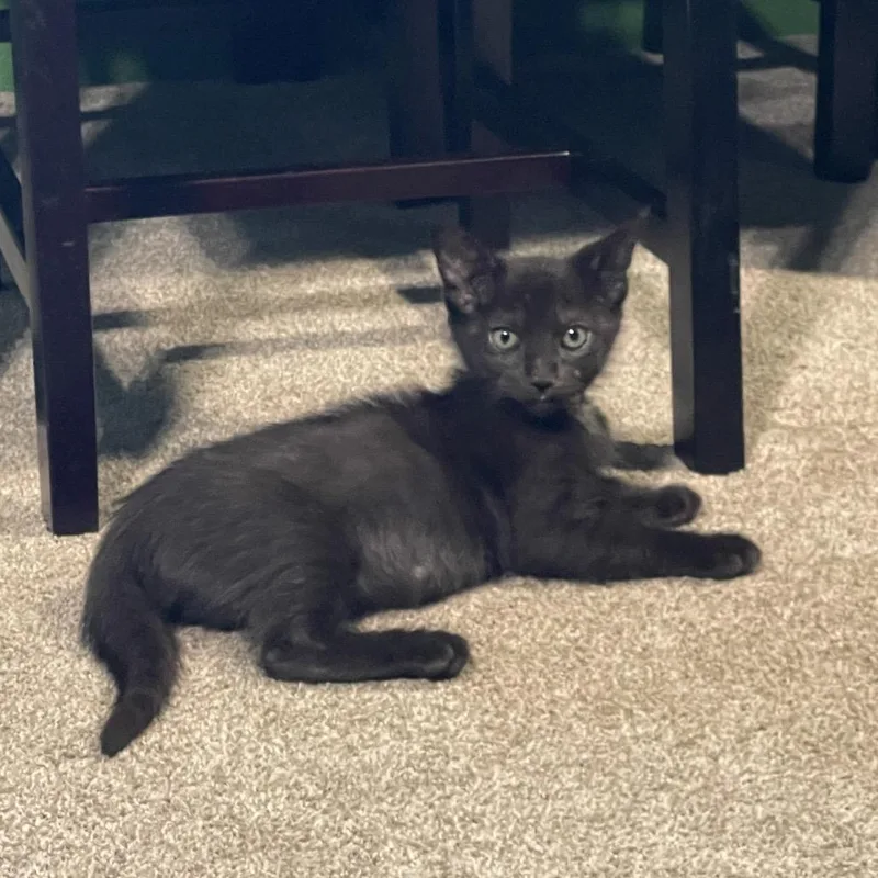 A baby small-sized male Black Domestic Short Hair cat named Nunchucks for adoption in Westminster, CA
