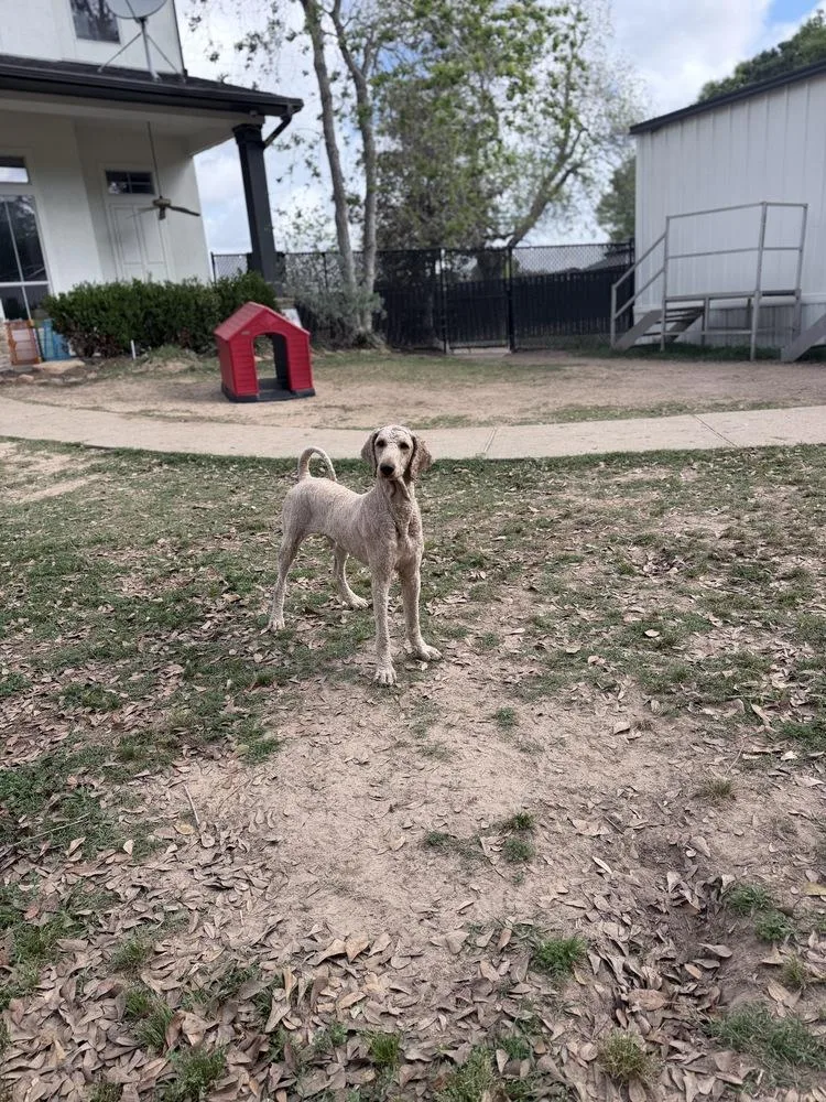 An adult medium-sized male Goldendoodle dog named Archie for adoption in Richmond, TX