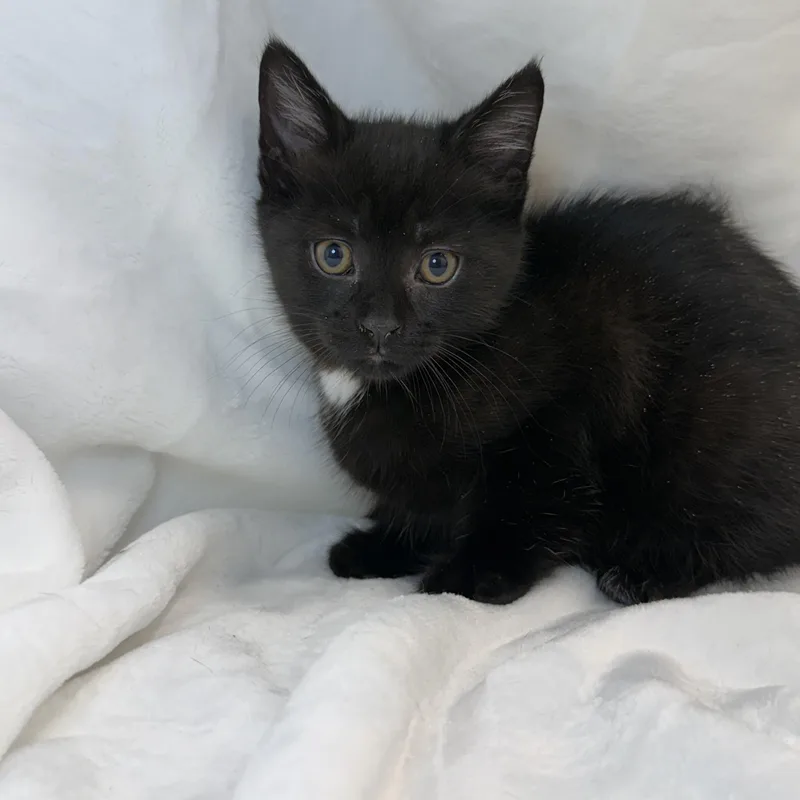 A baby medium-sized male Black Domestic Short Hair cat named Doowop for adoption in Greensboro, NC