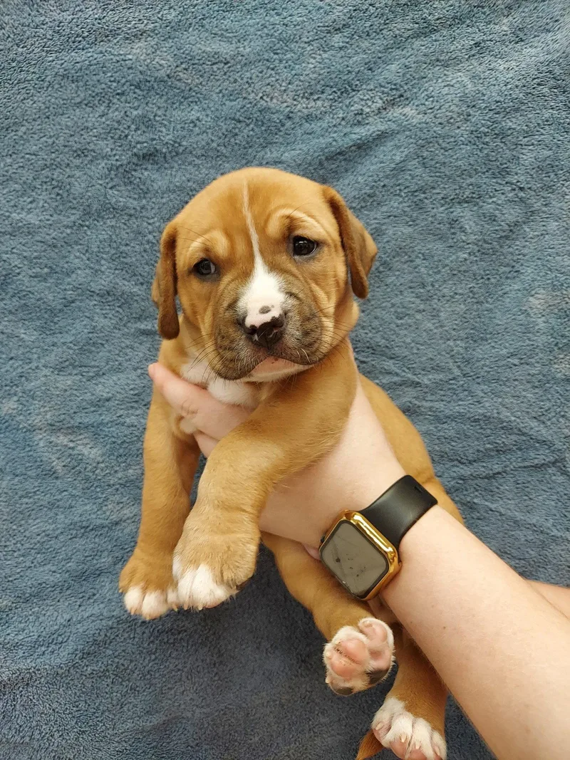 A baby medium-sized male Labrador Retriever dog named Kai for adoption in Herndon, VA