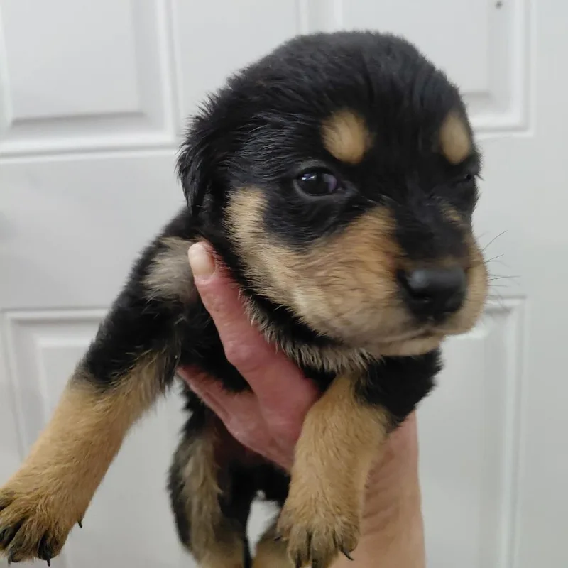 A baby large-sized female Black Rottweiler dog named Elain for adoption in Tacoma, WA