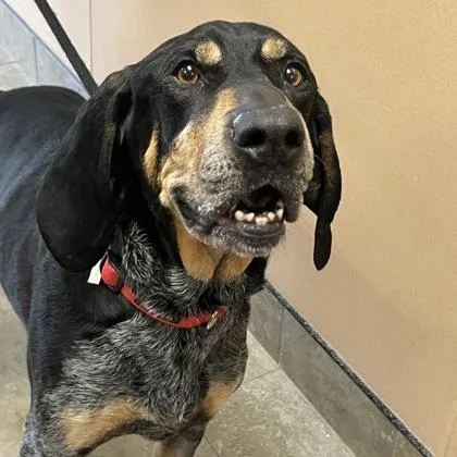 A senior large-sized male Tricolor (Brown, Black, & White) Mixed Breed dog named Cash for adoption in Dubuque, IA