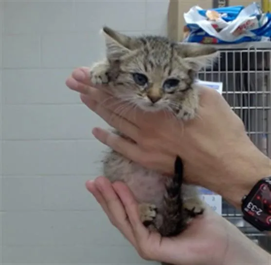 A baby medium-sized male Domestic Short Hair cat named Ozzy for adoption in Salinas, CA