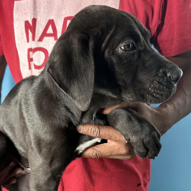 Finn  Local April thumbnail 2