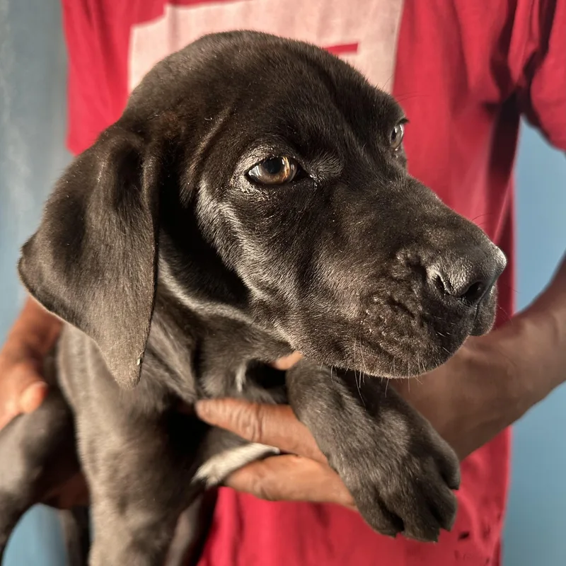 Finn  Local April thumbnail 3