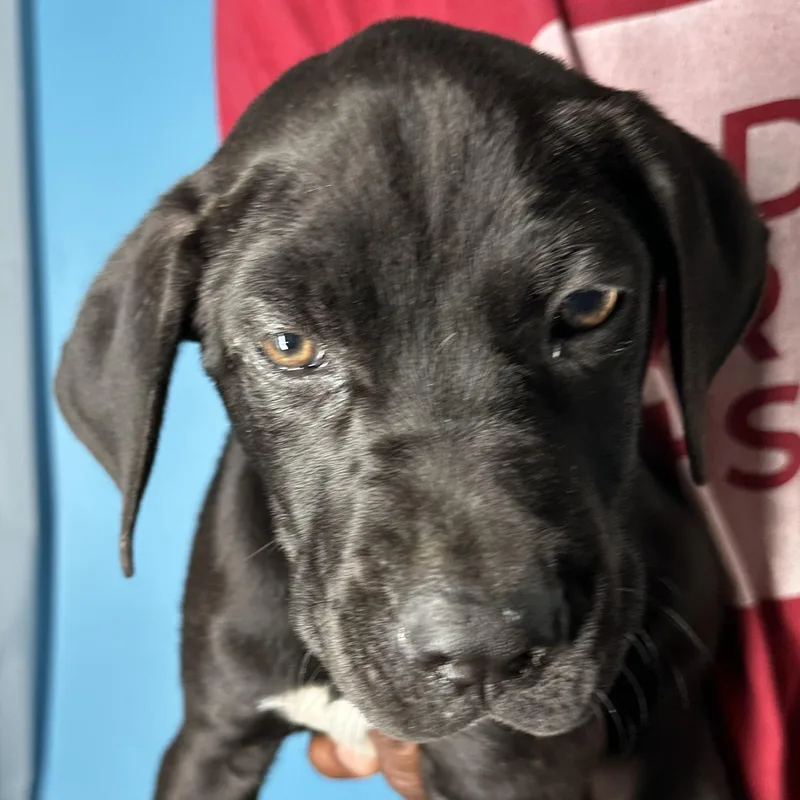 Finn  Local April thumbnail 4