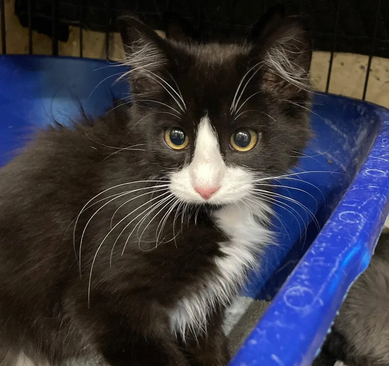 A baby medium-sized male Black & White / Tuxedo Domestic Medium Hair cat named Tucks for adoption in Island Lake, IL