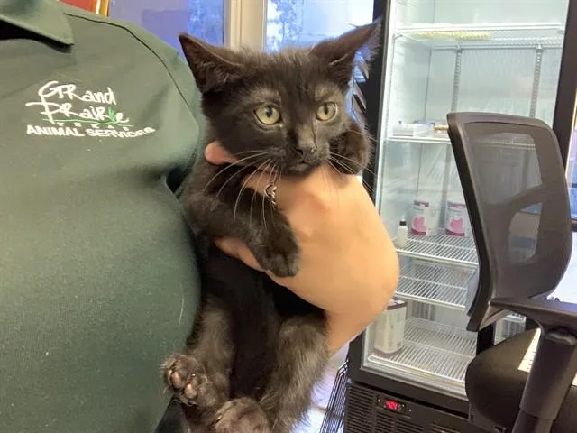 A baby small-sized female Domestic Short Hair cat named Jinx for adoption in Grand Prairie, TX
