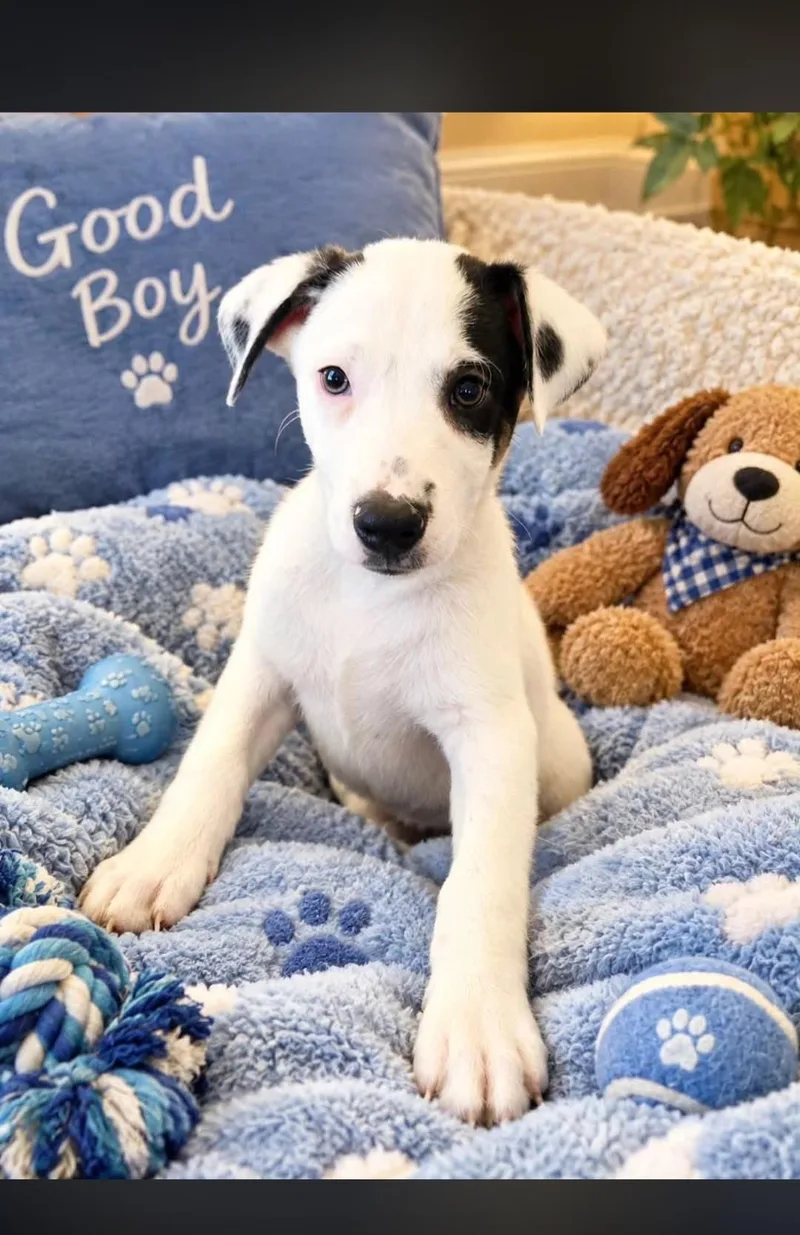 A young medium-sized male Australian Cattle Dog / Blue Heeler dog named Jake for adoption in Hampton, VA