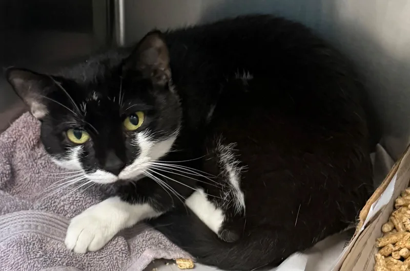 An adult medium-sized male Black Domestic Short Hair cat named Tommy for adoption in Edison, NJ