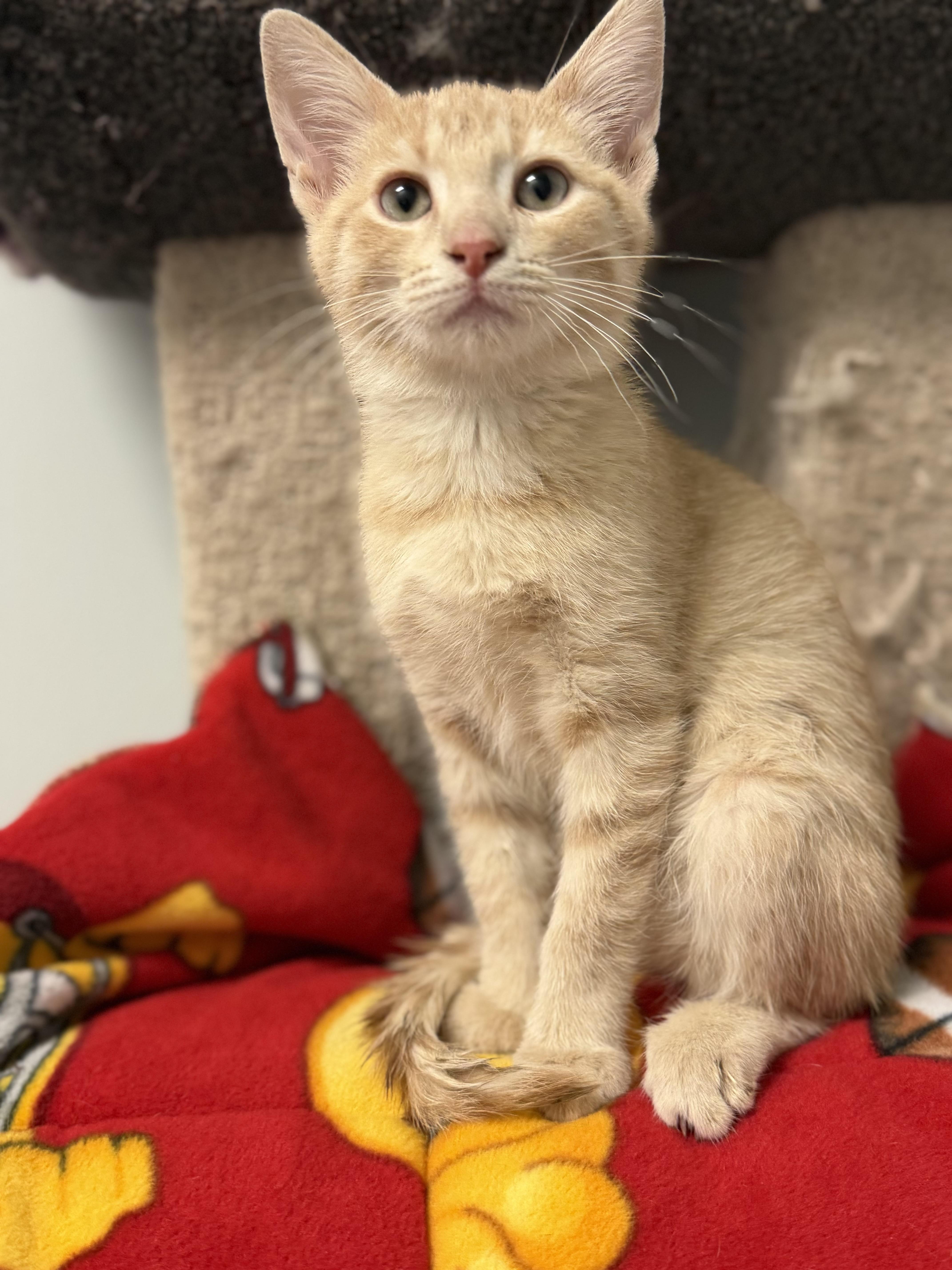 A baby medium-sized male Buff & White Domestic Short Hair cat named Canadian Bacon for adoption in Dodgeville, WI
