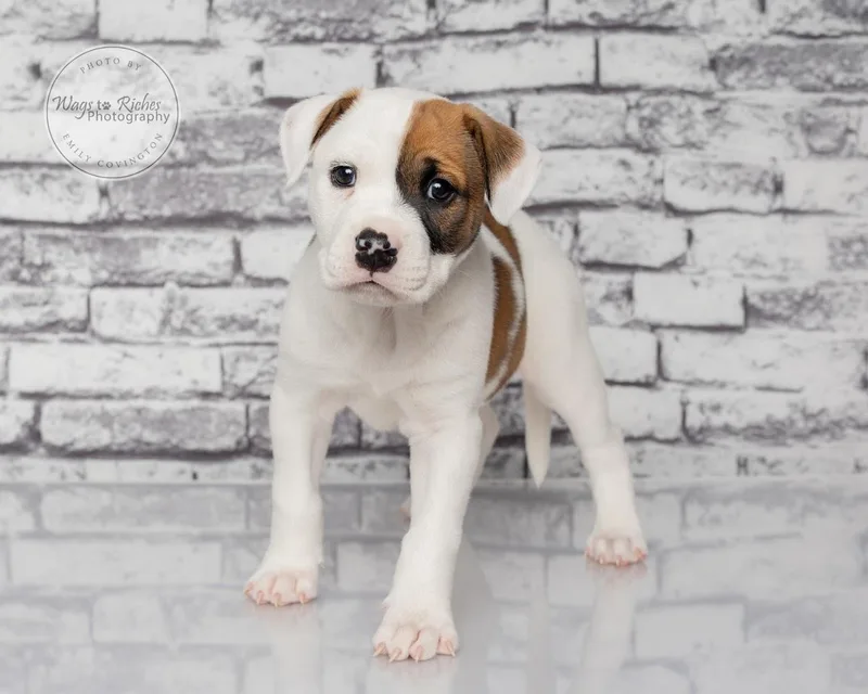 A baby medium-sized male White / Cream Boxer dog named Marley for adoption in Tuscaloosa, AL