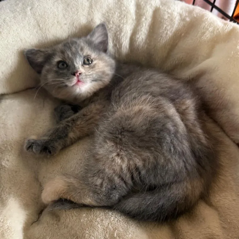 A baby small-sized female Tortoiseshell Domestic Short Hair cat named Clover for adoption in Kansas City, MO