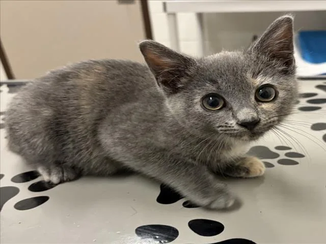 A baby small-sized female Domestic Short Hair cat named Sparkler for adoption in Derwood, MD