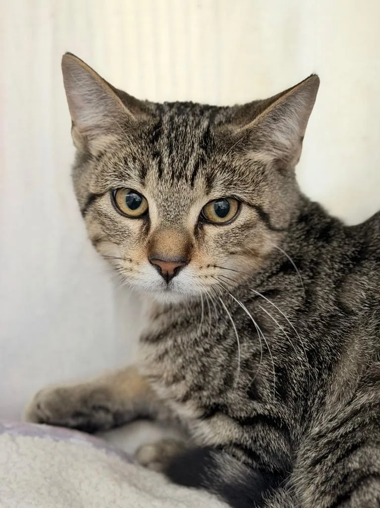 A baby medium-sized female Domestic Short Hair cat named Alani for adoption in Menomonie, WI