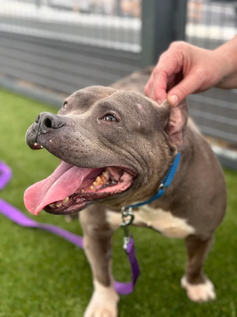 Chickpea thumbnail 2