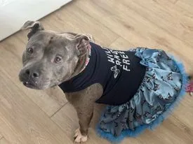 Chickpea thumbnail 3