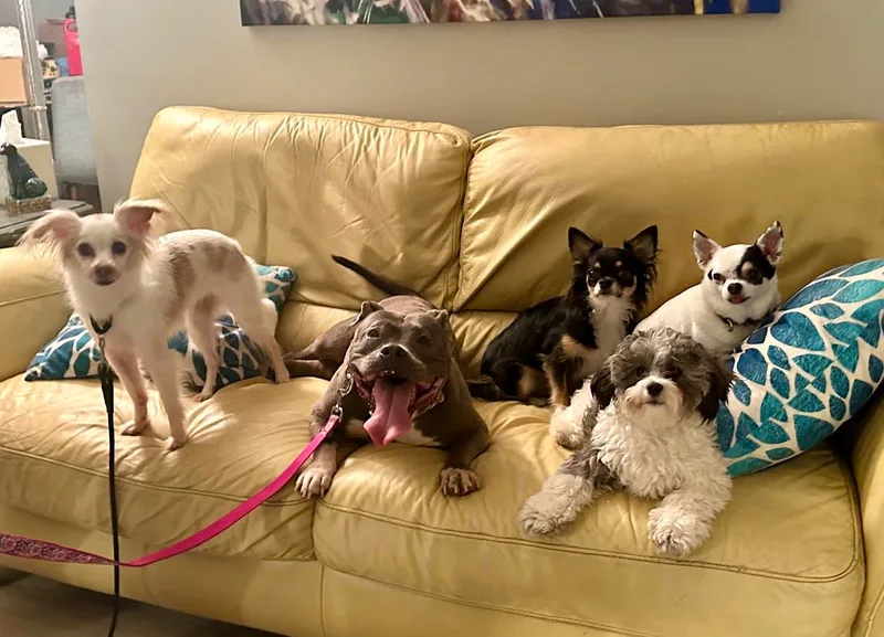 Chickpea thumbnail 4