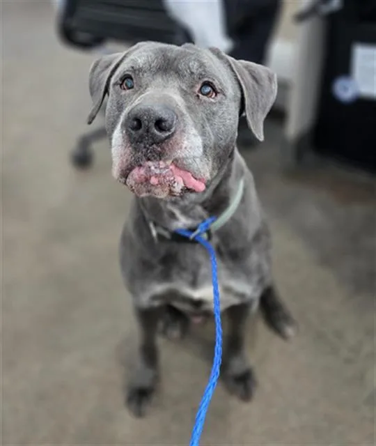 An adult large-sized male Mixed Breed dog named Kingsley for adoption in Dallas, TX