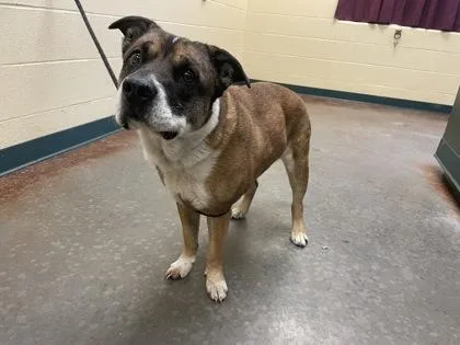 Cheyenne