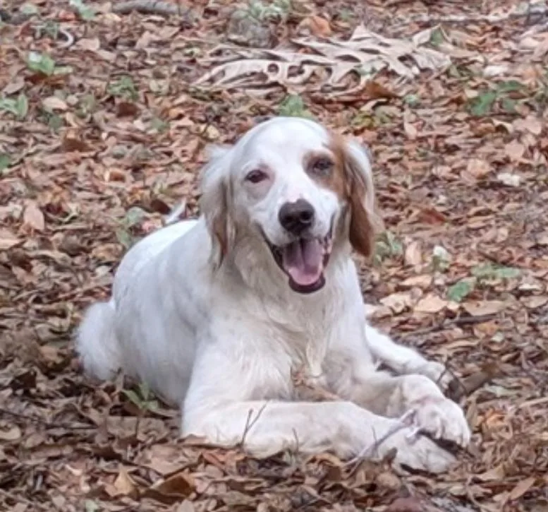 A senior medium-sized male Setter dog named Remington for adoption in Tampa, FL