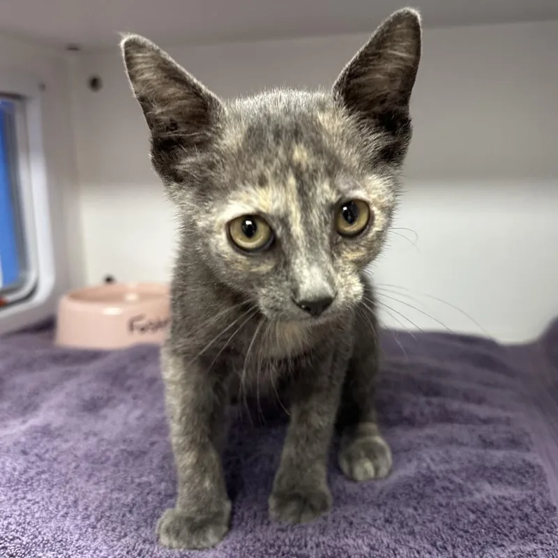 A baby small-sized female Domestic Short Hair cat named Delilah for adoption in Jupiter, FL
