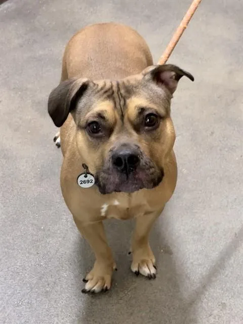 A young medium-sized female Staffordshire Bull Terrier dog named Kaylen for adoption in Upper Marlboro, MD