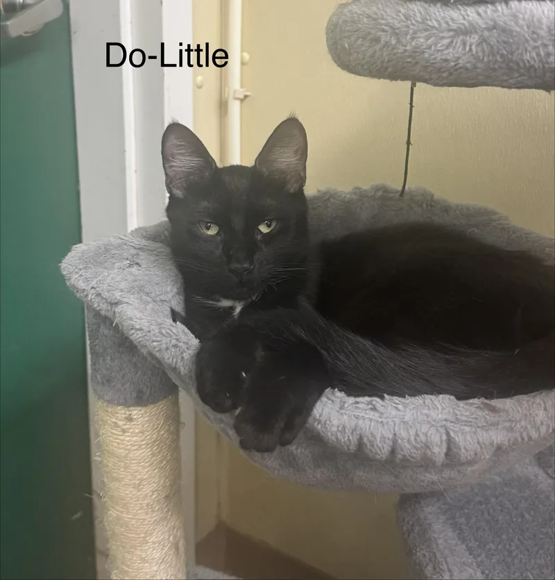 A young medium-sized male Black Domestic Short Hair cat named DoLittle for adoption in Ulster, PA