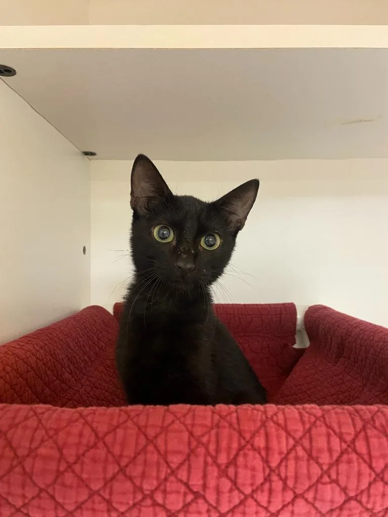 A baby medium-sized male Domestic Short Hair cat named Cat Condo for adoption in Greenville, TX