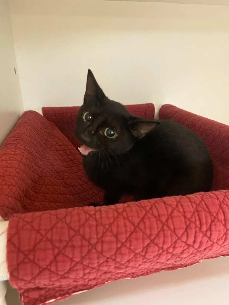 Cat Condo thumbnail 2