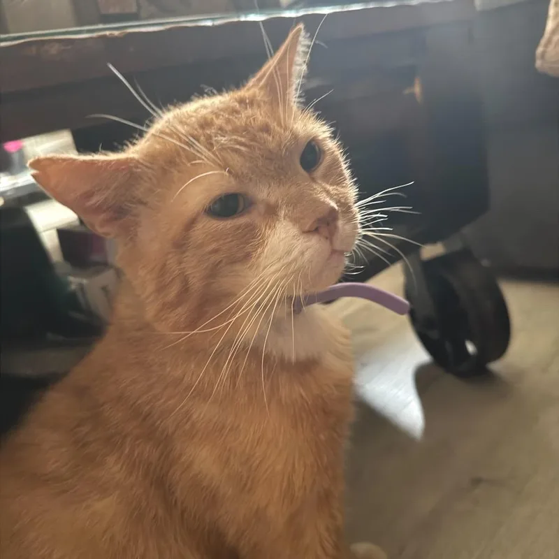 A senior large-sized male Orange / Red Domestic Short Hair cat named Axl for adoption in Howard beach, NY