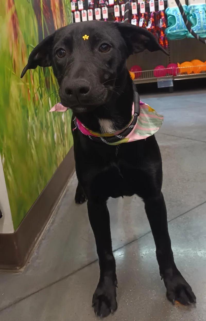 A baby medium-sized female Black Labrador Retriever dog named Nala for adoption in Orange, CA