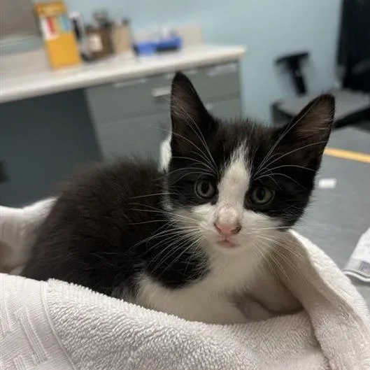A baby small-sized male White Domestic Short Hair cat named Finton for adoption in Jacksonville, FL