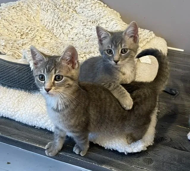 A baby medium-sized female Tabby (Gray / Blue / Silver) Domestic Short Hair cat named Kirby for adoption in Little Falls, NJ