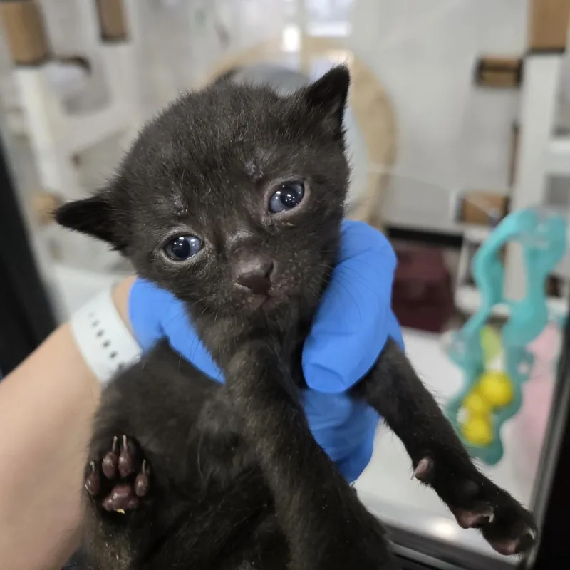 A baby small-sized female Black Domestic Short Hair cat named Teddy for adoption in Newark, NJ