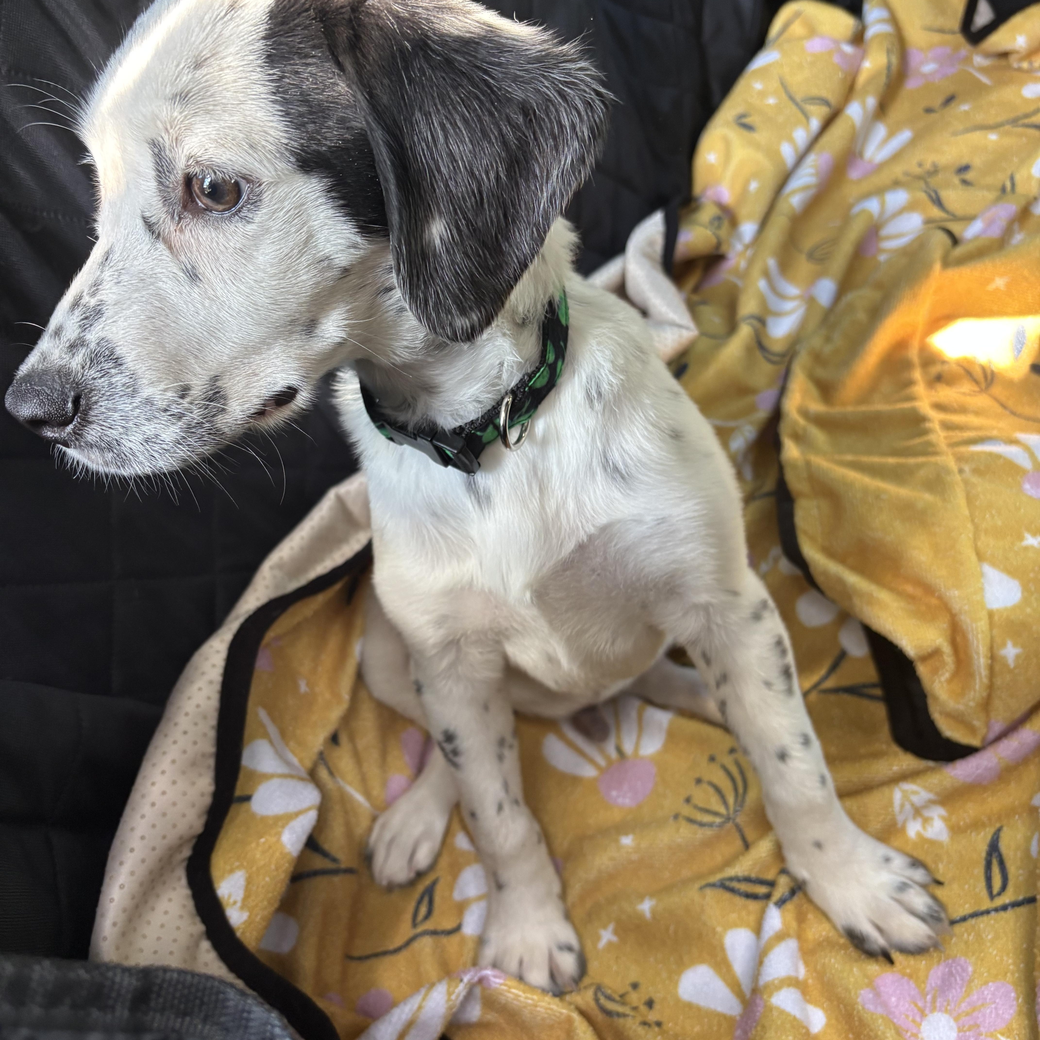 A baby large-sized male Dalmatian dog named Dotson for adoption in New Orleans, LA