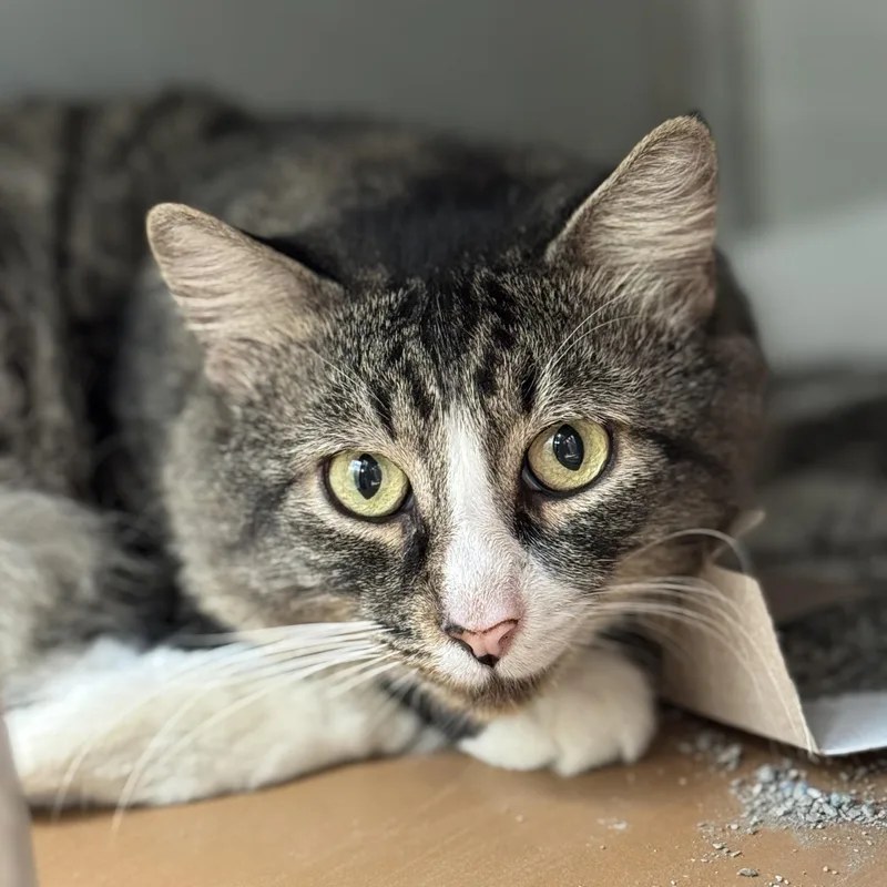 An adult medium-sized male Domestic Long Hair cat named Peacock for adoption in Philadelphia, PA