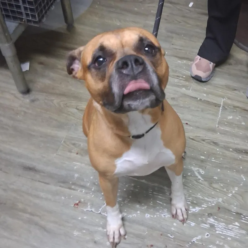 An adult large-sized female Yellow / Tan / Blond / Fawn Mixed Breed dog named Dion for adoption in Summerville, SC