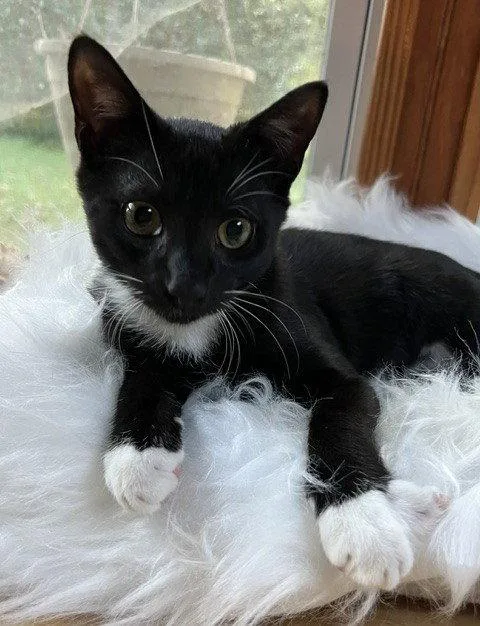 A baby medium-sized male Domestic Short Hair cat named Banjo for adoption in Nashville, TN