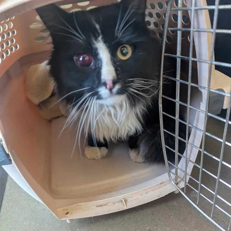 Sizeable Onion thumbnail 2