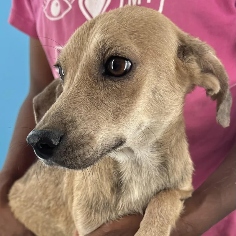 A baby medium-sized female Yellow / Tan / Blond / Fawn Labrador Retriever dog named Peaches Local August for adoption in Brookshire, TX