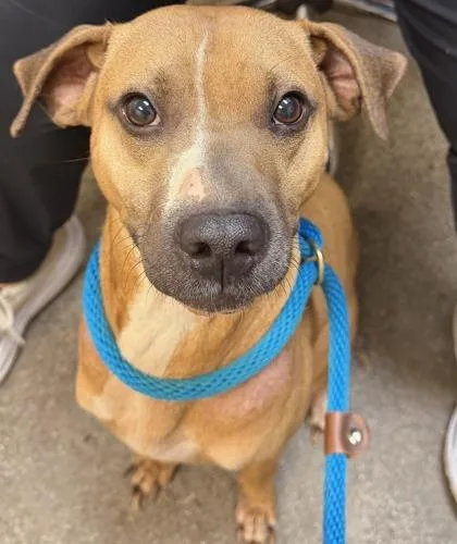 An adult medium-sized male Terrier dog named Ever for adoption in Honolulu, HI