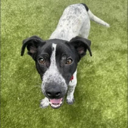 An adult medium-sized male Mixed Breed dog named Man Man for adoption in West Chester, PA