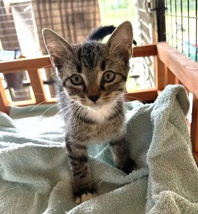 A baby small-sized female Tabby cat named Marla C Ingram for adoption in Saunderstown, RI