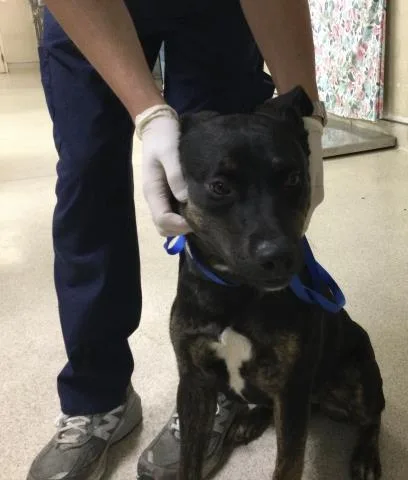 A young medium-sized female Dutch Shepherd dog named Dolly for adoption in Riverside, CA