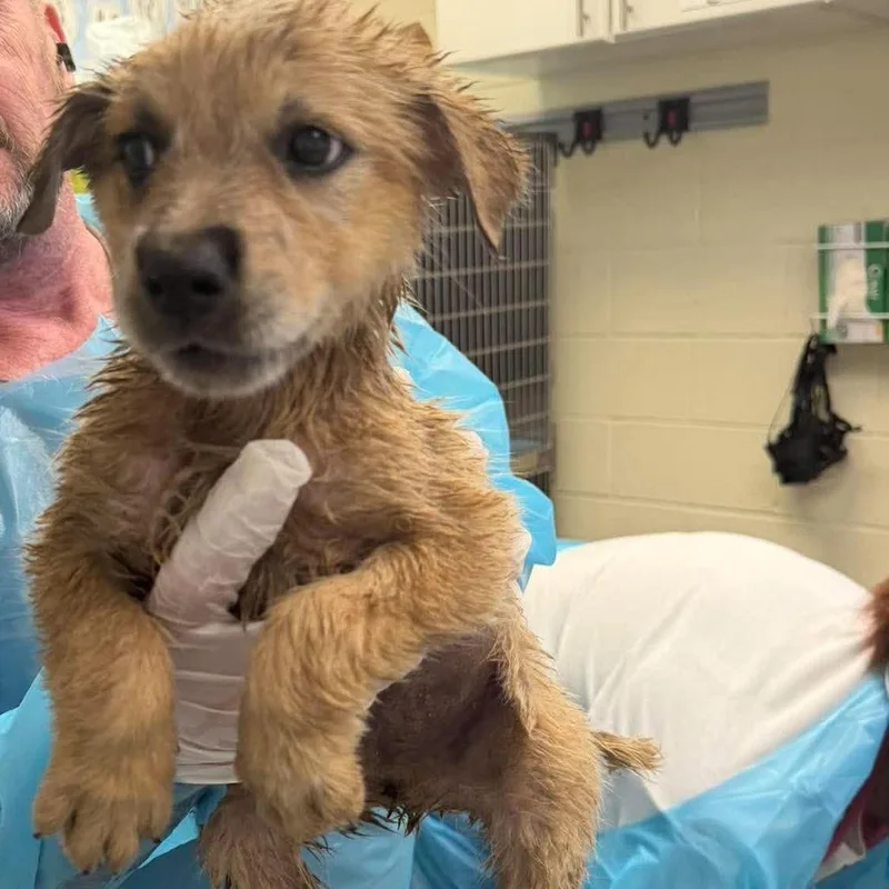 A baby small-sized male Australian Shepherd dog named Igor for adoption in Bastrop, TX