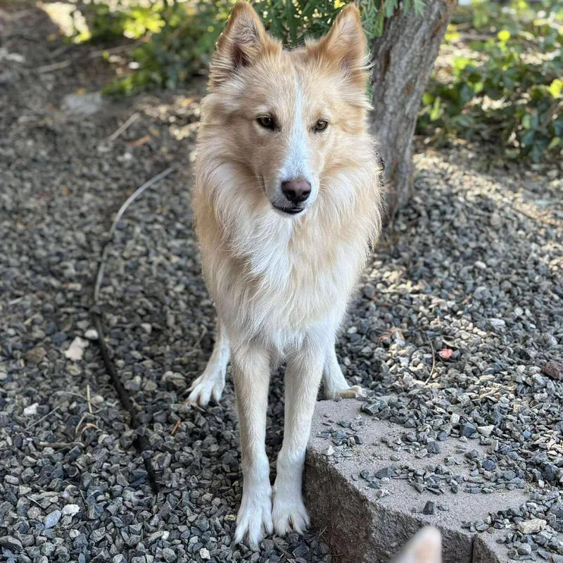 An adult medium-sized male Yellow / Tan / Blond / Fawn Collie dog named Matti for adoption in Nampa, ID